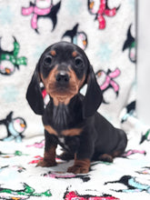 Load image into Gallery viewer, Taffy💕 Mini Dachshund ☀️Female
