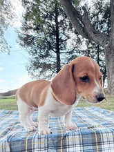 Load image into Gallery viewer, Daisy 💕 Mini Dachshund ☀️Female
