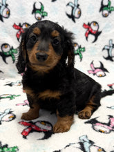 Load image into Gallery viewer, Love💕 Fluffy Mini Dachshund ☀️Female
