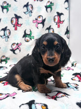 Load image into Gallery viewer, Winston 💕 Mini Dachshund ☀️Male
