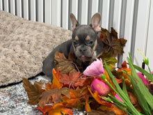 Load image into Gallery viewer, Turbo ♥️ AKC French Bulldog 🥂 Male
