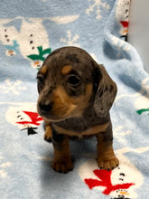 Load image into Gallery viewer, Nicholas 💕 Mini Dachshund 🥂 Male 🎄
