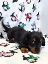 Load image into Gallery viewer, Jack 💕 Fluffy Mini Dachshund 🥂 Male
