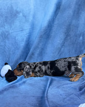 Load image into Gallery viewer, Bruno 💕 Mini Dachshund ☀️Male
