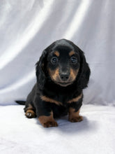 Load image into Gallery viewer, Wanda 💕 Mini Dachshund ☀️Female
