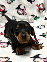 Load image into Gallery viewer, Scout 💕 Mini Dachshund 🥂 Male
