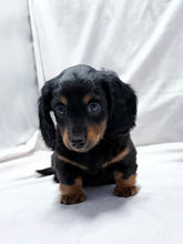 Load image into Gallery viewer, Wanda 💕 Mini Dachshund ☀️Female
