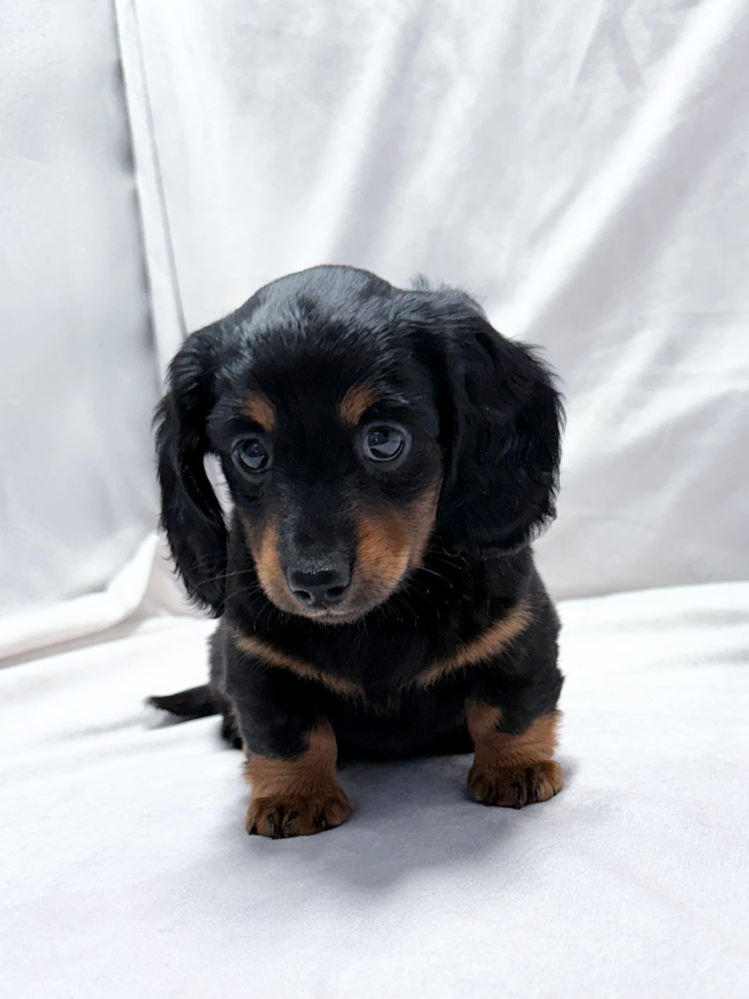 Wanda 💕 Mini Dachshund ☀️Female