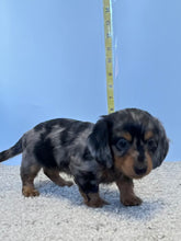 Load image into Gallery viewer, Wynona 🌻 mini Dachshund 💕 long haired 🥂 Female
