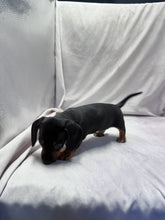 Load image into Gallery viewer, Scooter 💕 Mini Dachshund ☀️Male
