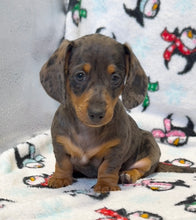 Load image into Gallery viewer, Cora 💕 Mini Dachshund ☀️Female
