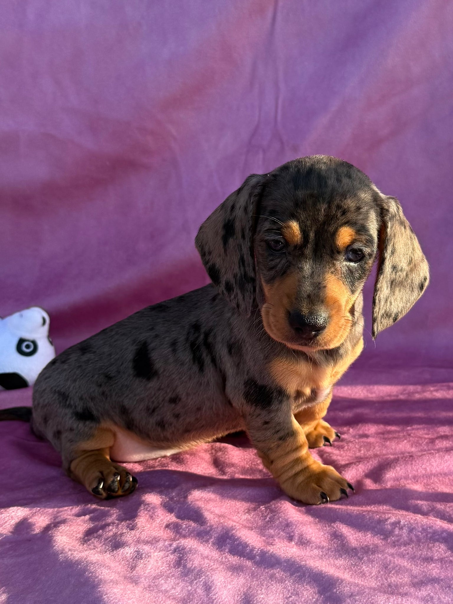Haired Dapple Dachshund Female Miniature Dachshund For Sale Annie