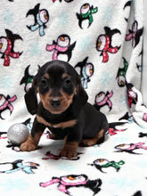 Load image into Gallery viewer, Waylon 💕 Mini Dachshund ☀️Male

