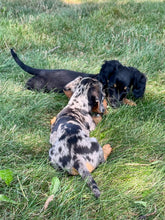 Load image into Gallery viewer, Faith 💕 Mini Dachshund 🌻 longhaired female
