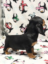 Load image into Gallery viewer, Scout 💕 Mini Dachshund 🥂 Male
