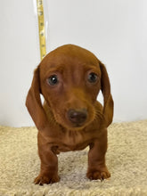 Load image into Gallery viewer, AJ 💕 Mini Dachshund 🥂 Male
