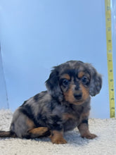 Load image into Gallery viewer, Wynona 🌻 mini Dachshund 💕 long haired 🥂 Female
