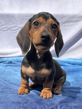 Load image into Gallery viewer, Cane ☀️ Mini Dachshund 🌻 Male
