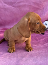 Load image into Gallery viewer, Lucy💕 Mini Dachshund ☀️Female
