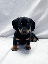 Load image into Gallery viewer, Breezy 💕 Mini Dachshund ☀️Female
