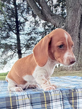 Load image into Gallery viewer, Isabelle 💕 Mini Dachshund ☀️Female
