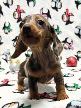 Load image into Gallery viewer, Merry 🎄 Mini Dachshund 💕 Female 🎄
