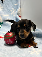 Load image into Gallery viewer, Cole 💕 Mini Dachshund 🥂 Male 🎄
