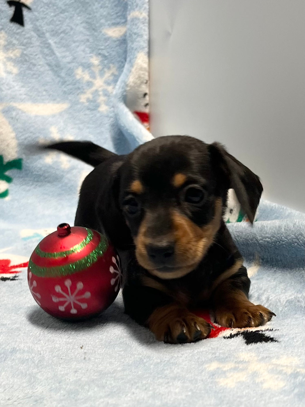 Cole 💕 Mini Dachshund 🥂 Male 🎄