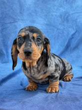 Load image into Gallery viewer, Bruno 💕 Mini Dachshund ☀️Male
