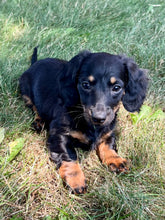 Load image into Gallery viewer, Faith 💕 Mini Dachshund 🌻 longhaired female
