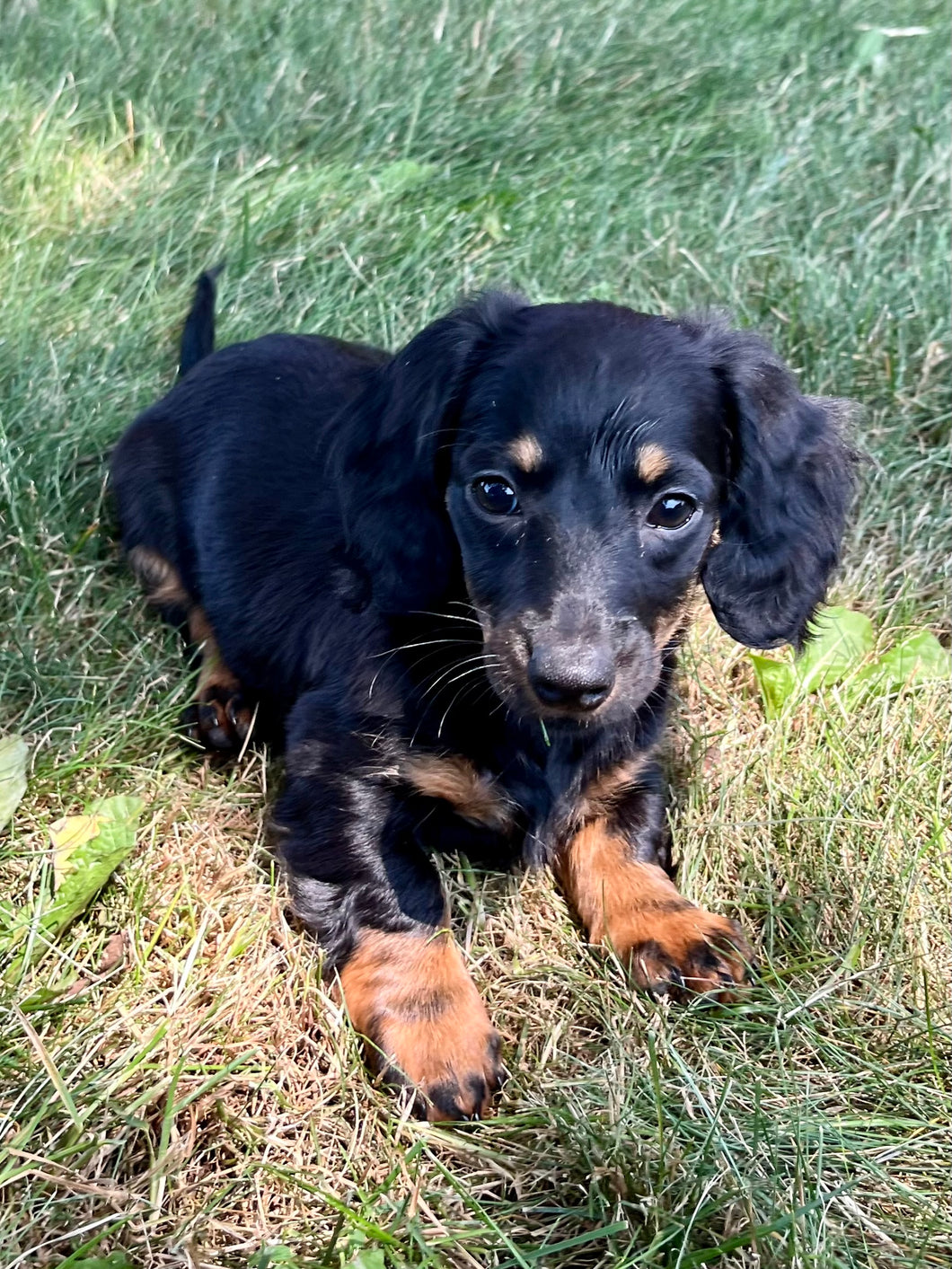 Faith 💕 Mini Dachshund 🌻 longhaired female