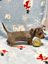 Load image into Gallery viewer, Noelle 🎄 Mini Dachshund 💕 Female 🎄
