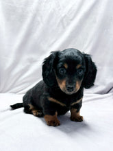 Load image into Gallery viewer, Wanda 💕 Mini Dachshund ☀️Female
