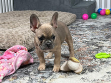 Load image into Gallery viewer, Peaches 🍑 AKC French Bulldog 💕 Female
