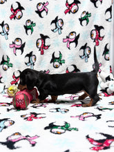 Load image into Gallery viewer, Joy 💕 Mini Dachshund ☀️Female
