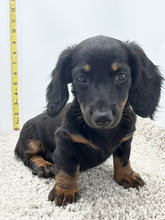 Load image into Gallery viewer, Faith 💕 Mini Dachshund 🌻 longhaired female
