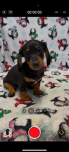 Load image into Gallery viewer, Austin 💕 Mini Dachshund 🥂 Male
