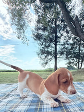Load image into Gallery viewer, Isabelle 💕 Mini Dachshund ☀️Female
