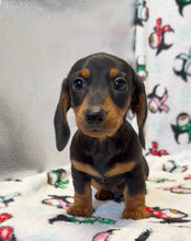 Load image into Gallery viewer, Denver 💕 Mini Dachshund 🥂 Male
