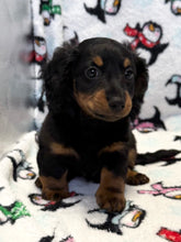 Load image into Gallery viewer, Jack 💕 Fluffy Mini Dachshund 🥂 Male
