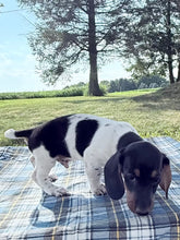 Load image into Gallery viewer, Roscoe 💕 Mini Dachshund ☀️Male

