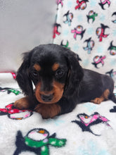 Load image into Gallery viewer, Winston 💕 Mini Dachshund ☀️Male
