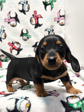 Load image into Gallery viewer, Scout 💕 Mini Dachshund 🥂 Male
