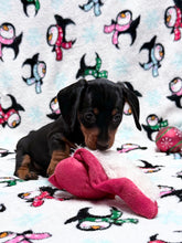Load image into Gallery viewer, Gracie 💕 Mini Dachshund ☀️Female
