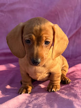 Load image into Gallery viewer, Lucy💕 Mini Dachshund ☀️Female

