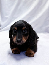 Load image into Gallery viewer, Wanda 💕 Mini Dachshund ☀️Female
