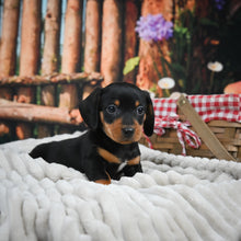 Load image into Gallery viewer, Zippy🥂 Mini Dachshund 💕 Male

