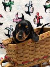 Load image into Gallery viewer, Scout 💕 Mini Dachshund 🥂 Male
