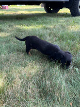 Load image into Gallery viewer, Faith 💕 Mini Dachshund 🌻 longhaired female
