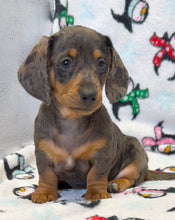 Load image into Gallery viewer, Cora 💕 Mini Dachshund ☀️Female
